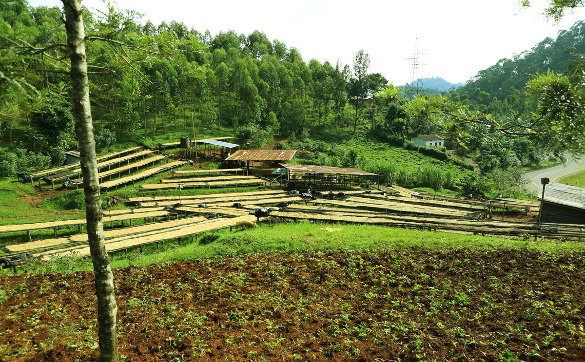 Rwanda Ukuri Natural - Wadi Coffee Roasters