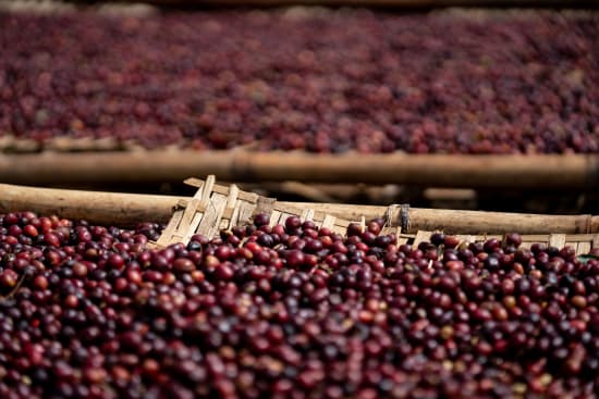 Ethiopia Banko Gotiti - Washed - Wadi Coffee Roasters