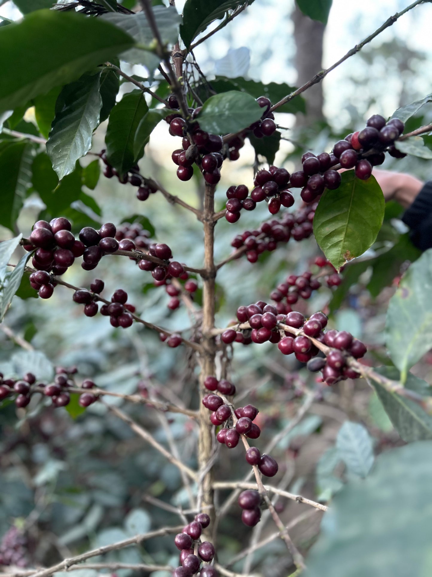 Guatemala El Colmenar