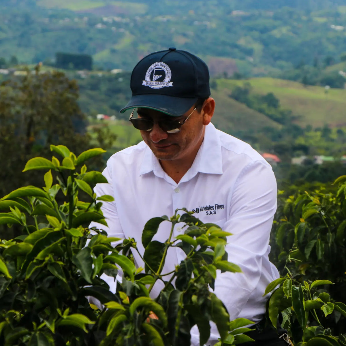 Colombia Paraíso 92 Yellow Bourbon P-21