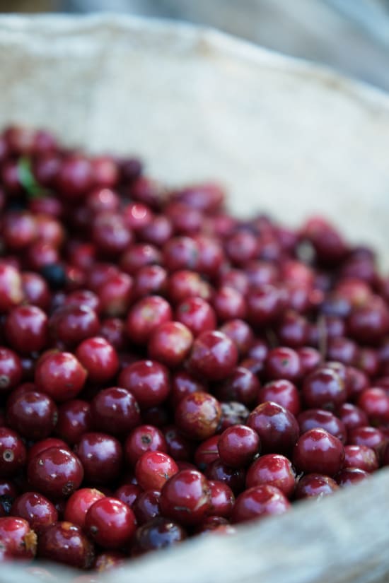 Costa Rica Café Vida - Wadi Coffee Roasters