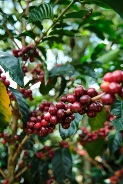 Costa Rica Café Vida - Wadi Coffee Roasters