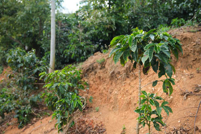 Costa Rica Café Vida - Wadi Coffee Roasters
