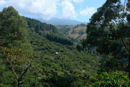 Costa Rica Café Vida - Wadi Coffee Roasters