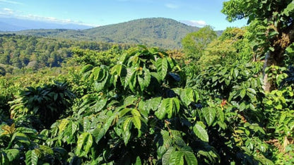 El Salvador Finca Noruega - Wadi Coffee Roasters
