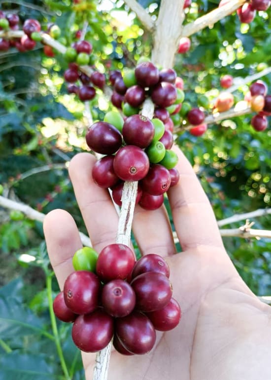 El Salvador Finca Noruega – Wadi Coffee Roasters
