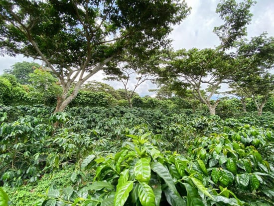 El Salvador Finca Noruega - Wadi Coffee Roasters