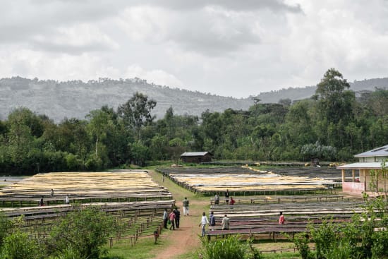 Ethiopia Adado