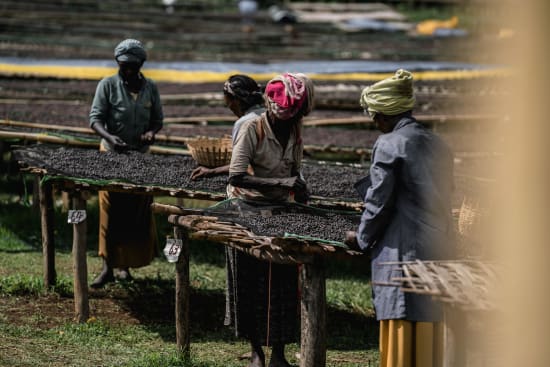Ethiopia Adado