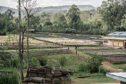 Ethiopia Adado