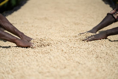 Ethiopia Banko Gotiti - Washed - Wadi Coffee Roasters
