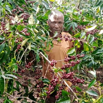 Ethiopia Mr. Mengeche Derso Natural - Wadi Coffee Roasters