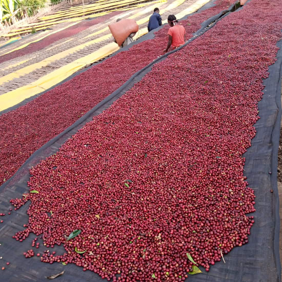 Ethiopia Mr. Mengeche Derso Natural - Wadi Coffee Roasters