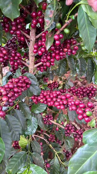 Brazil Caramelo - NEW - Wadi Coffee Roasters