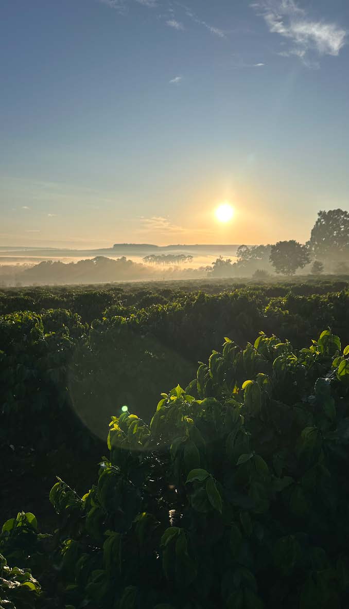 Brazil Caramelo - NEW - Wadi Coffee Roasters