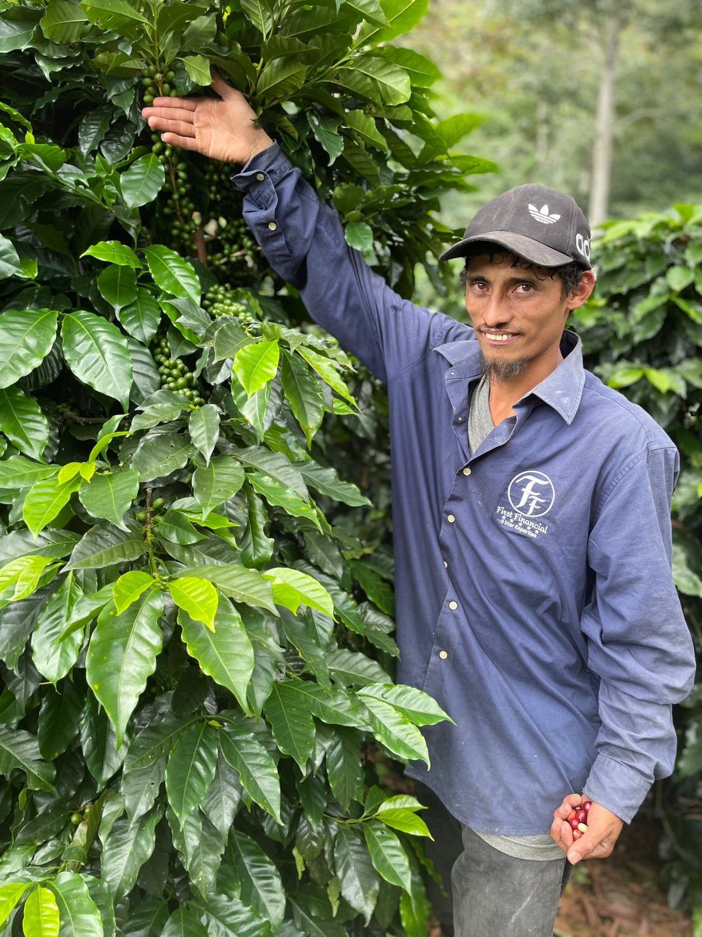 Honduras Sueños Decaf