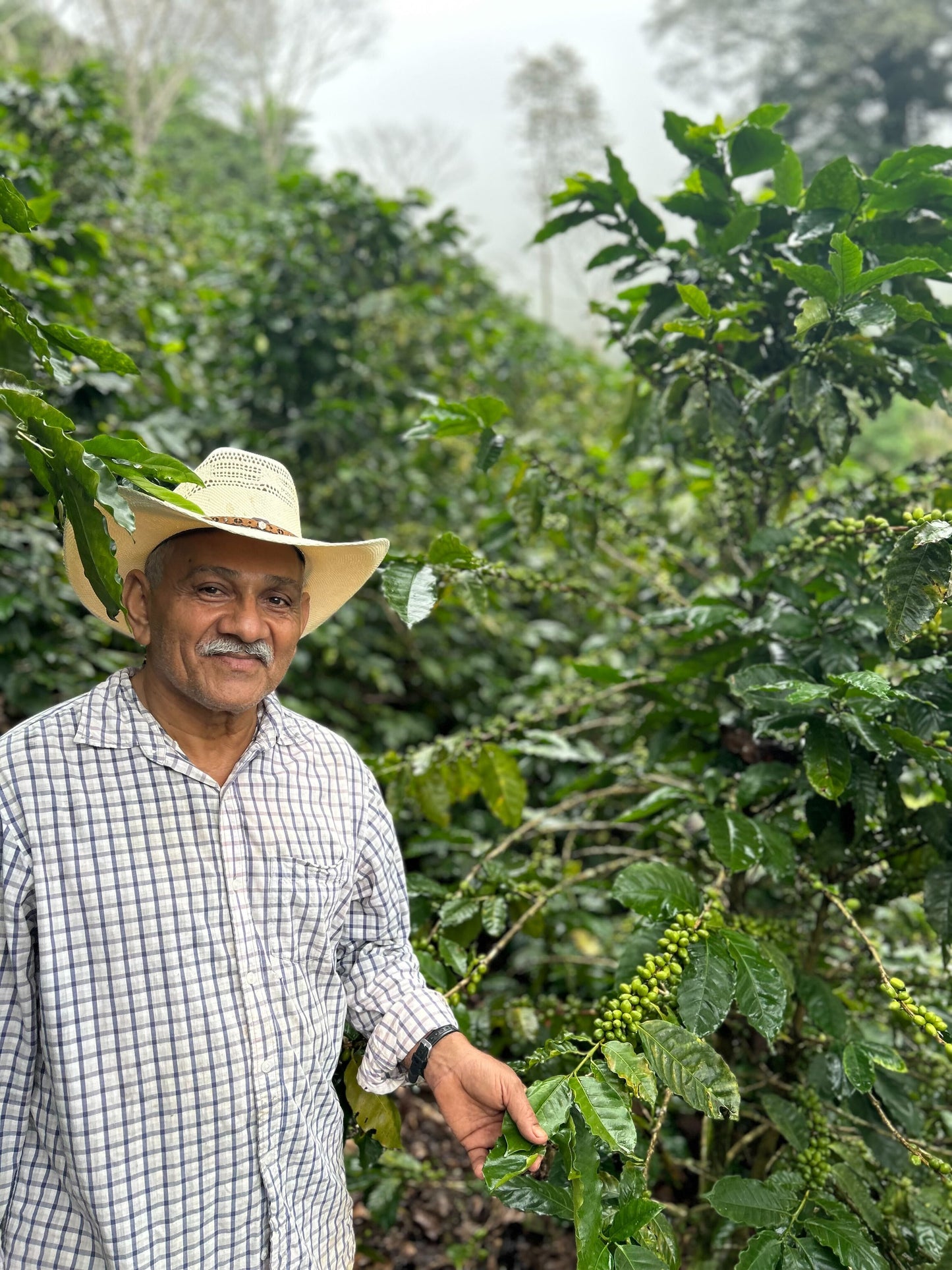 Honduras Sueños Decaf - New