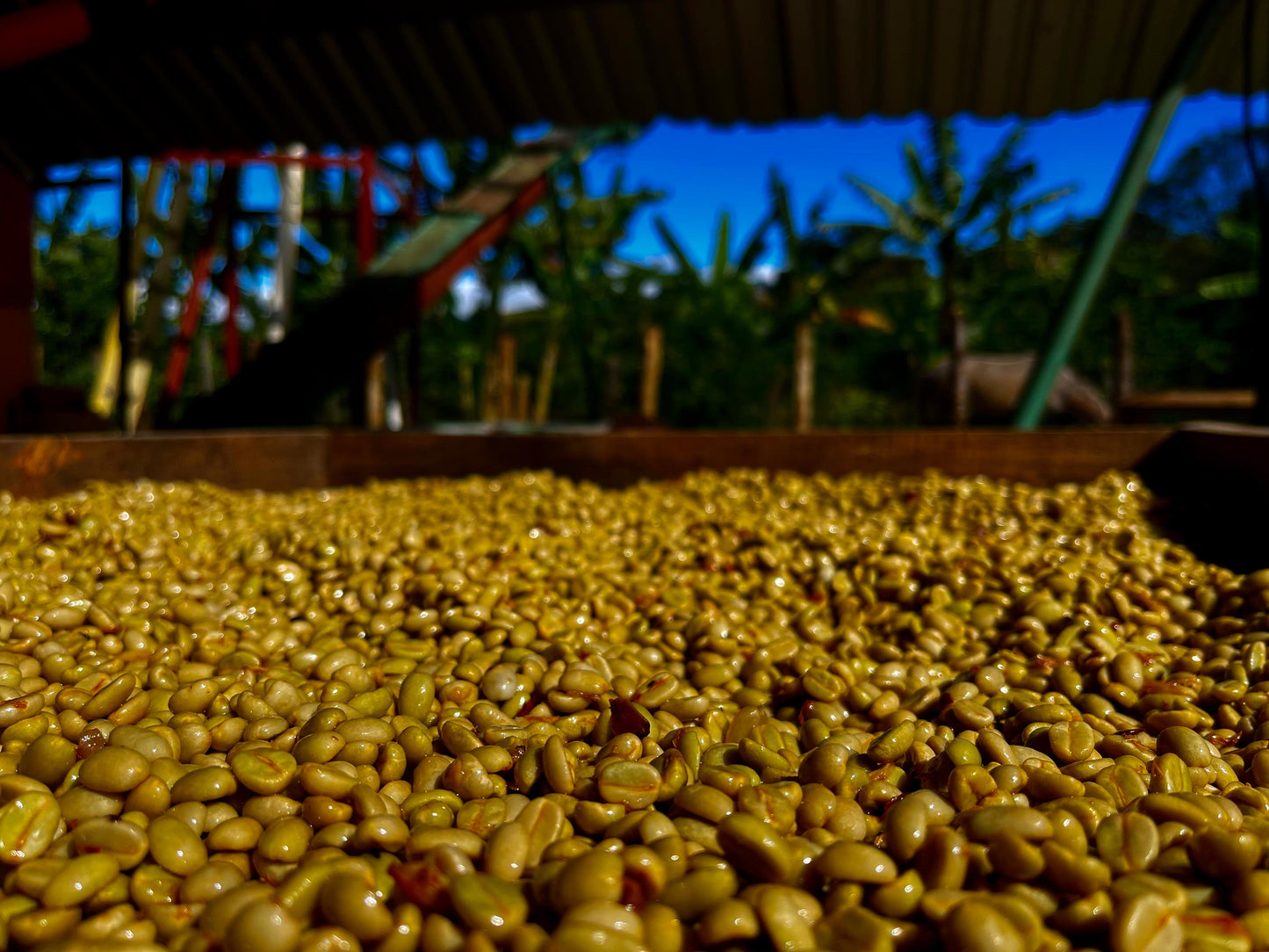 Guatemala Jaime Sanchez Honey