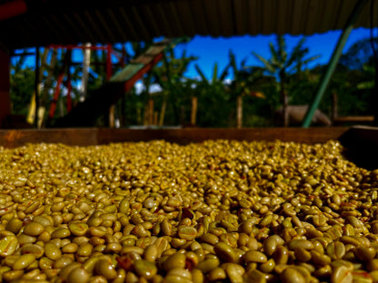 Guatemala Jaime Sanchez Honey
