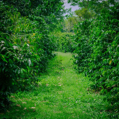 Colombia Bourbon Aji