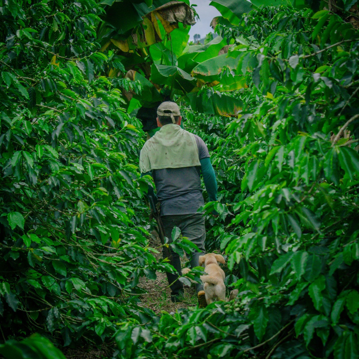 Colombia Bourbon Aji