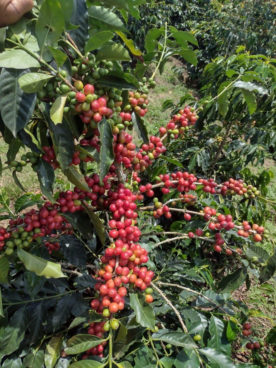 Colombia Bourbon Aji