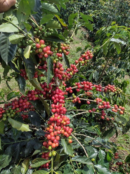 Colombia Bourbon Aji