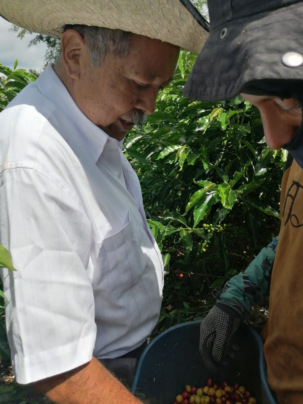 Colombia Bourbon Aji