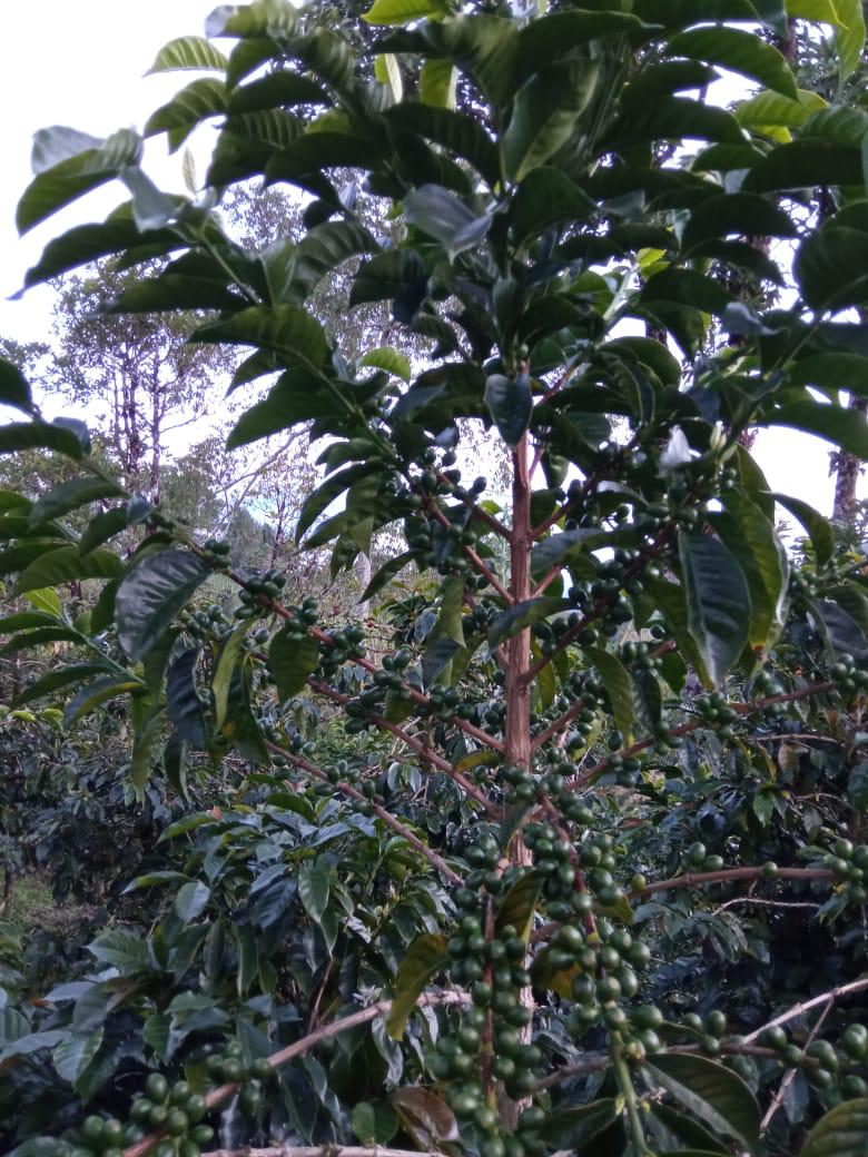 Colombia Marleyi Córdoba Pink Bourbon