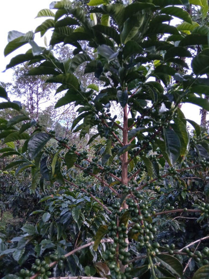 Colombia Marleyi Córdoba Pink Bourbon